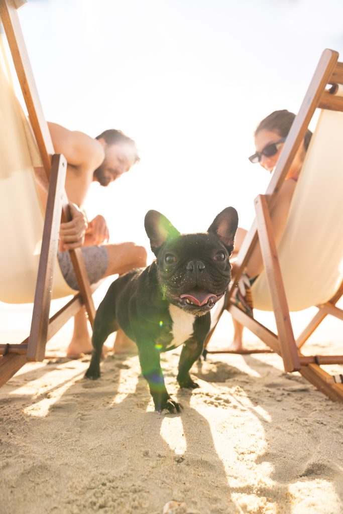 Pet friendly accommodations at the Sanderling Resort. A dog looks through two beach chairs.